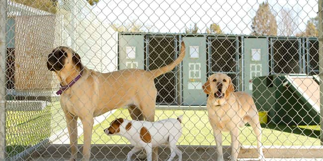 cercas-recintos-vallas-para-perros-min